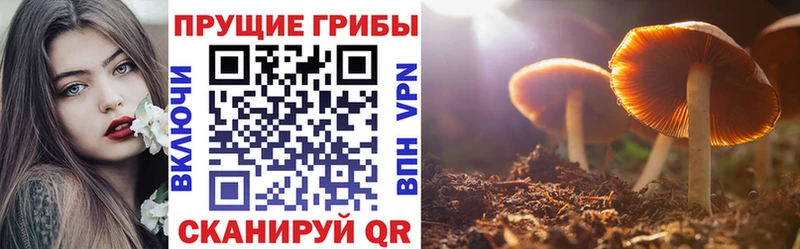 Псилоцибиновые грибы Psilocybine cubensis  Озёрск 